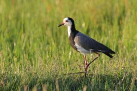Czajka białolica - Vanellus crassirostris - Long-toed Lapwing