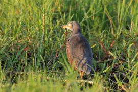 Czapla rudobrzucha - Ardeola rufiventris - Rufous-bellied heron