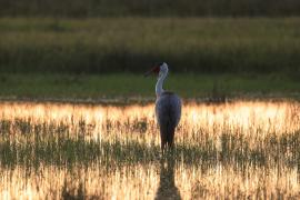 Żuraw koralowy - Grus carunculata - Wattled Crane