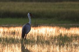 Żuraw koralowy - Grus carunculata - Wattled Crane