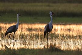 Żuraw koralowy - Grus carunculata - Wattled Crane