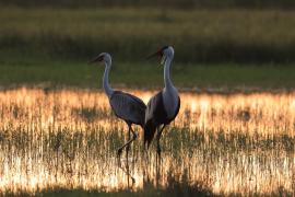 Żuraw koralowy - Grus carunculata - Wattled Crane