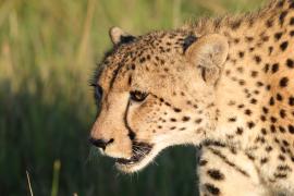 Gepard w parku Moremi
