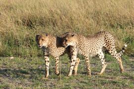 Gepard w parku Moremi