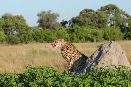 Gepard w parku Moremi