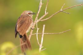 Tymal łuskogłowy - Turdoides hartlaubii - Hartlaub's Babbler
