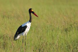 Żabiru afrykański - Ephippiorhynchus senegalensis - Saddle-billed Stork