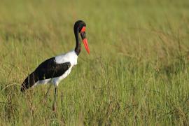 Żabiru afrykański - Ephippiorhynchus senegalensis - Saddle-billed Stork