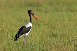 Żabiru afrykański - Ephippiorhynchus senegalensis - Saddle-billed Stork