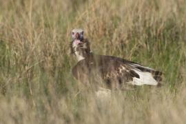 Sęp białogłowy - Trigonoceps occipitalis - White-headed Vulture