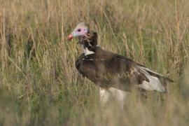 Sęp białogłowy - Trigonoceps occipitalis - White-headed Vulture