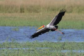 Dławigad afrykański - Mycteria ibis - Yellow-billed Stork