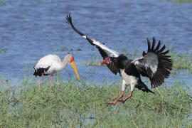 Gęsiec - Plectropterus gambensis - Spur-winged Goose