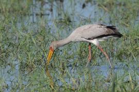 Dławigad afrykański - Mycteria ibis - Yellow-billed Stork