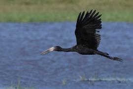 Kleszczak afrykański - Anastomus lamelligerus - African Openbill