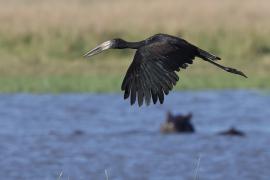 Kleszczak afrykański - Anastomus lamelligerus - African Openbill