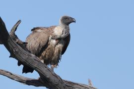 Sęp afrykański - Gyps africanus - White-backed Vulture