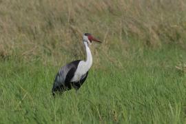 Żuraw koralowy - Grus carunculata - Wattled Crane