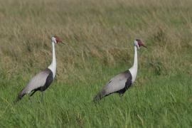 Żuraw koralowy - Grus carunculata - Wattled Crane