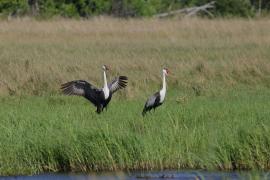 Żuraw koralowy - Grus carunculata - Wattled Crane
