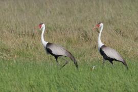 Żuraw koralowy - Grus carunculata - Wattled Crane