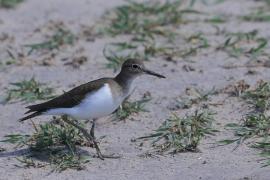 Brodziec piskliwy - Actitis hypoleucos - Common Sandpiper
