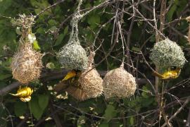 Wikłacz zmienny - Ploceus cucullatus - Village Weaver