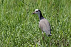 Czajka białolica - Vanellus crassirostris - Long-toed Lapwing