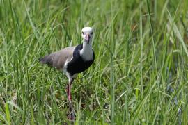 Czajka białolica - Vanellus crassirostris - Long-toed Lapwing