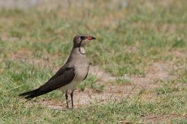 Żwirowiec łąkowy - Glareola pratincola - Collared Pratincole