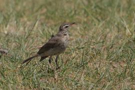 Świergotek gładki - Anthus leucophrys - Plain-backed Pipit