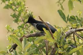 Kukułka żałobna - Clamator levaillantii - Levaillant's Cuckoo