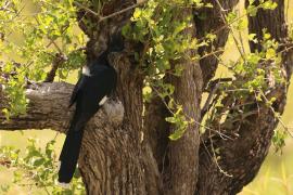 Kukułka żałobna - Clamator levaillantii - Levaillant's Cuckoo
