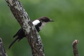 Smolarek białołbisty - Myrmecocichla arnotti - Arnot's chat