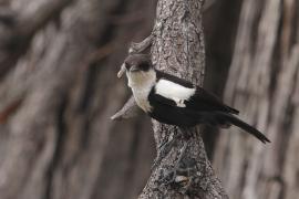 Smolarek białołbisty - Myrmecocichla arnotti - Arnot's chat
