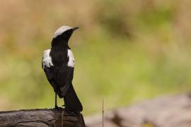 Smolarek białołbisty - Myrmecocichla arnotti - Arnot's chat