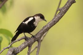 Smolarek białołbisty - Myrmecocichla arnotti - Arnot's chat