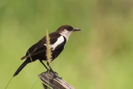 Smolarek białołbisty - Myrmecocichla arnotti - Arnot's chat
