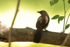 Tymal kroplisty - Turdoides jardineii - Arrow-marked Babbler
