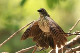 Tymal kroplisty - Turdoides jardineii - Arrow-marked Babbler