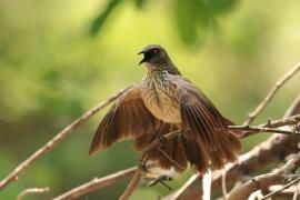 Tymal kroplisty - Turdoides jardineii - Arrow-marked Babbler