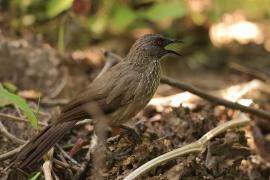 Tymal kroplisty - Turdoides jardineii - Arrow-marked Babbler