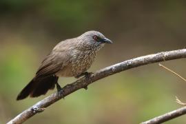 Tymal kroplisty - Turdoides jardineii - Arrow-marked Babbler