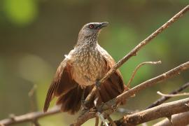Tymal kroplisty - Turdoides jardineii - Arrow-marked Babbler