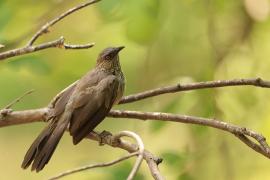 Tymal kroplisty - Turdoides jardineii - Arrow-marked Babbler
