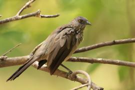 Tymal kroplisty - Turdoides jardineii - Arrow-marked Babbler
