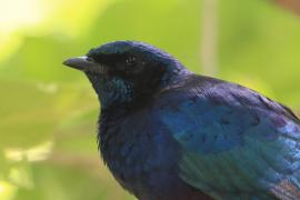 Błyszczak krępy - Lamprotornis australis - Burchell's Starling