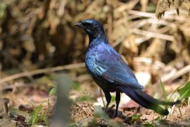 Błyszczak krępy - Lamprotornis australis - Burchell's Starling