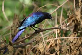 Błyszczak krępy - Lamprotornis australis - Burchell's Starling