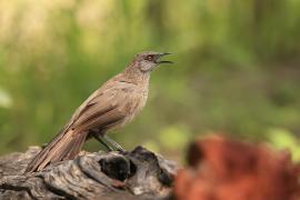 Tymal kroplisty - Turdoides jardineii - Arrow-marked Babbler